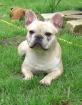 Deckrüde franz Bulldogge creme 12 5 kg