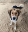 Merlin sucht ein passendes Zuhause