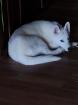 Sibirian Husky Hündin Welpe