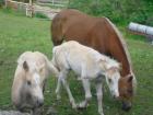 Haflingerfohlen suchen neues zu Hause