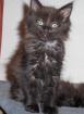Maine Coon Mädchen typvoll