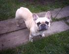 FRENCH BULLDOG HÜNDIN FAWN 4 JAHRE TOP FIT ABZUGEBEN
