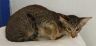 OKH-Kater schwarz getupft sucht neues zu Hause