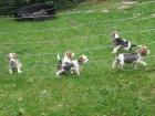 Beagle-Welpen 8 Wochen alt vom Züchter
