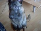 Malinois Rüden 9 Monate alt abzugeben Preis 300 Euro VB