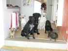 Hundesitter Hundebetreuung Gassi gehen Urlaubsbetreuung .