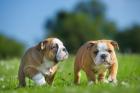Reinrassige Englische Bulldogge Welpen suchen neue Zuhause