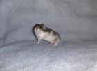 Hamster verschiedene Rassen