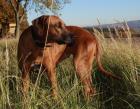 Rhodesian Ridgeback Welpen - der G-WURF im Kennel von Lugathoba