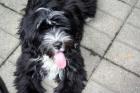 Tibet Terrier Welpen VDH/KTR