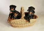 Deutsche Pinscher Welpen aus liebevoller Hausaufzucht ab Mitte April 2022 abzuge