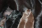 Labradorwelpen in Braun und Schw. mit Silberstich