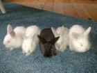 Kaninchenbabys suchen liebevolles Zuhause.