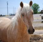 Palonino Gelding