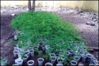 Wir haben Moringa oleifera Samen und Jungpflanzen zum Verkauf.