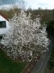 Magnoliensamen mit Pflanzanleitung