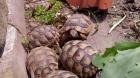 Breitrandschildkröten von Agust 2022 abzugeben