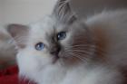 Junger Birmakater lilac-point- ab sofort