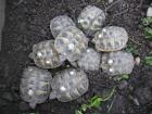 Griechische Landschildkröten Thb NZ 2022