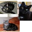 Katzensitter Raum Düsseldorf - Köln 40764