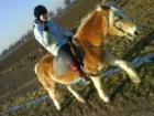 Suche Pony als Reitbeteiligung für talentiertes junges Mädchen