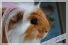 Rassemeerschweinchen und Liebhaber suchen neues Heim