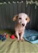 Jule sucht ein passendes Zuhause