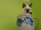 Thaikatze alte Art der Siam Kater Kitten Siamkatze