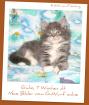 Maine Coon