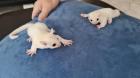 Junges Sugar Glider Leuzistic Weibchen