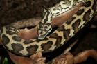 Morelia spilota mcDowelli Sibling 1. 0