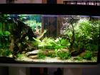 Aquarium 200l incl sämtl. Zubehör Fische viele erneuerte Teile