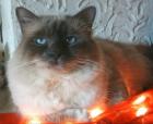 GB. GIC. Tarkusha Zachariah Hl. Birma Deckkater blue point. Zach hat noch Termine fr