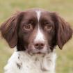 ROCKY ROCKET - aufgeschlossener kleiner Münsterländer - 7 Jahre 8 Monate - Tierh