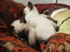 4 süße Siam Kitten