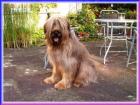 Briard-Welpen in fauve mit Papieren Ende Mai abzugeben