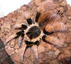 Verkaufe mein wunderschönes Megaphobema robustumweibchen