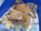 Boss ausgeglichener lieber roter Kater