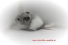 Chinchilla