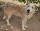 Loulou sucht ein passendes Zuhause