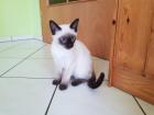 Siamkater Thaikater