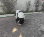 Klausi sucht ein passendes Zuhause