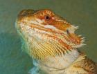 Orange Bartagame männl. 11 Monate alt