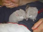 Chinchilla nachwuchs in liebevolle hände abzugeben