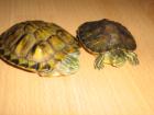 2 Wasserschildkröten Aquarium mit Zubehör