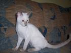 Siambabys 17. W. alt noch 2 Kater