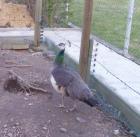 Pfau 0 1 abzugeben