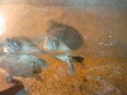 Verkaufe 4 Wasserschildkröten