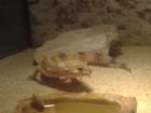 Leopardgecko NZ aus 2022 zu verkaufen