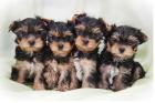 Reinrassige Yorkshire Terrier Welpen geimpft gechipt